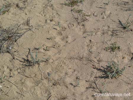 Desertización debido al Cambio Climático.